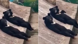 중국의 한 동물원에서 사람이 곰 탈을 쓰고 들어가 있다는 의혹