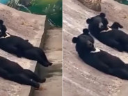 중국의 한 동물원에서 사람이 곰 탈을 쓰고 들어가 있다는 의혹